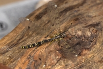Le Fourmilion longicorne (Neuroptre - Myrmeleontidae - Distoleon tetragrammicus)